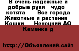 В очень надежные и добрые руки - чудо - котята!!! - Все города Животные и растения » Кошки   . Ненецкий АО,Каменка д.